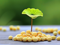 揭秘莲子真伪，如何辨别草药本草清单中的天然与掺假莲子