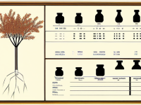 本草清单五味子产地与品类对比