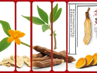 揭秘草药本草清单中的黄芩色泽辨识要点