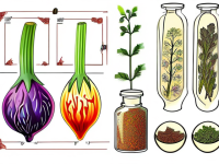 草药本草清单开窍常见误区整理