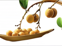 龙眼肉的药用价值与禁忌清单