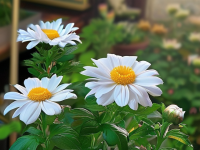 草药本草清单，菊花看形识药，揭秘中药的神奇魅力