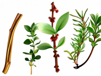 揭秘草药本草清单，桂枝炒制的区别与重要性