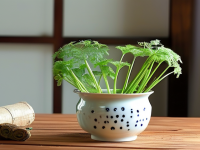 药本草清单中的鱼腥草，长期泡水是否适宜