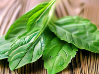 草药本草清单大青叶过敏体质注意清单