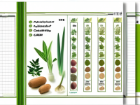草药本草清单解表专题页