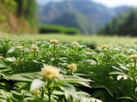 揭秘川芎野生与人工种植的真相，避免走入误区
