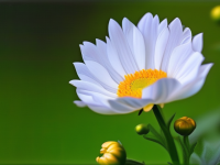 掌握鉴别要点，辨别真伪菊花