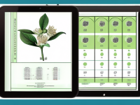 草药本草清单金银花易混对照图解