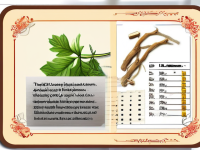 药本草清单老年西洋参使用提示