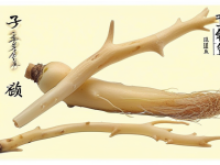 揭秘太子参真伪鉴别指南