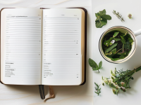 草药本草清单石决明的泡制与应用