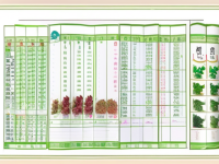 草药本草清单羌活易混对照图解