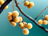 龙眼肉的神奇功效与家庭保存防潮技巧