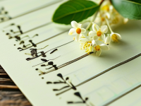 草药本草清单，孕哺期桂花使用提示