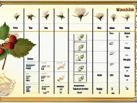 草药本草清单金樱子选购指南