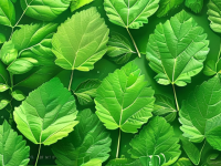 桑叶，草药本草清单中的一抹绿意，科普要点与潜在风险提醒