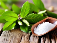 草药本草清单连翘盐制要点