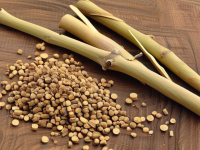 探秘道地药材—桂枝的产地特征与药用价值