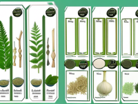 草药本草清单补气相关易混对照对比